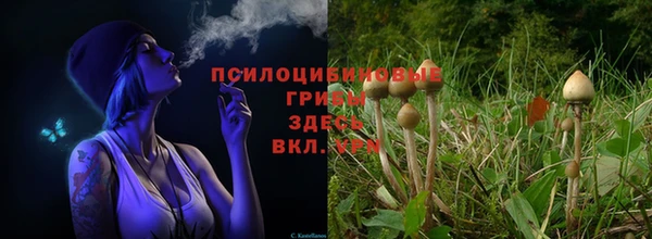 индика Баксан